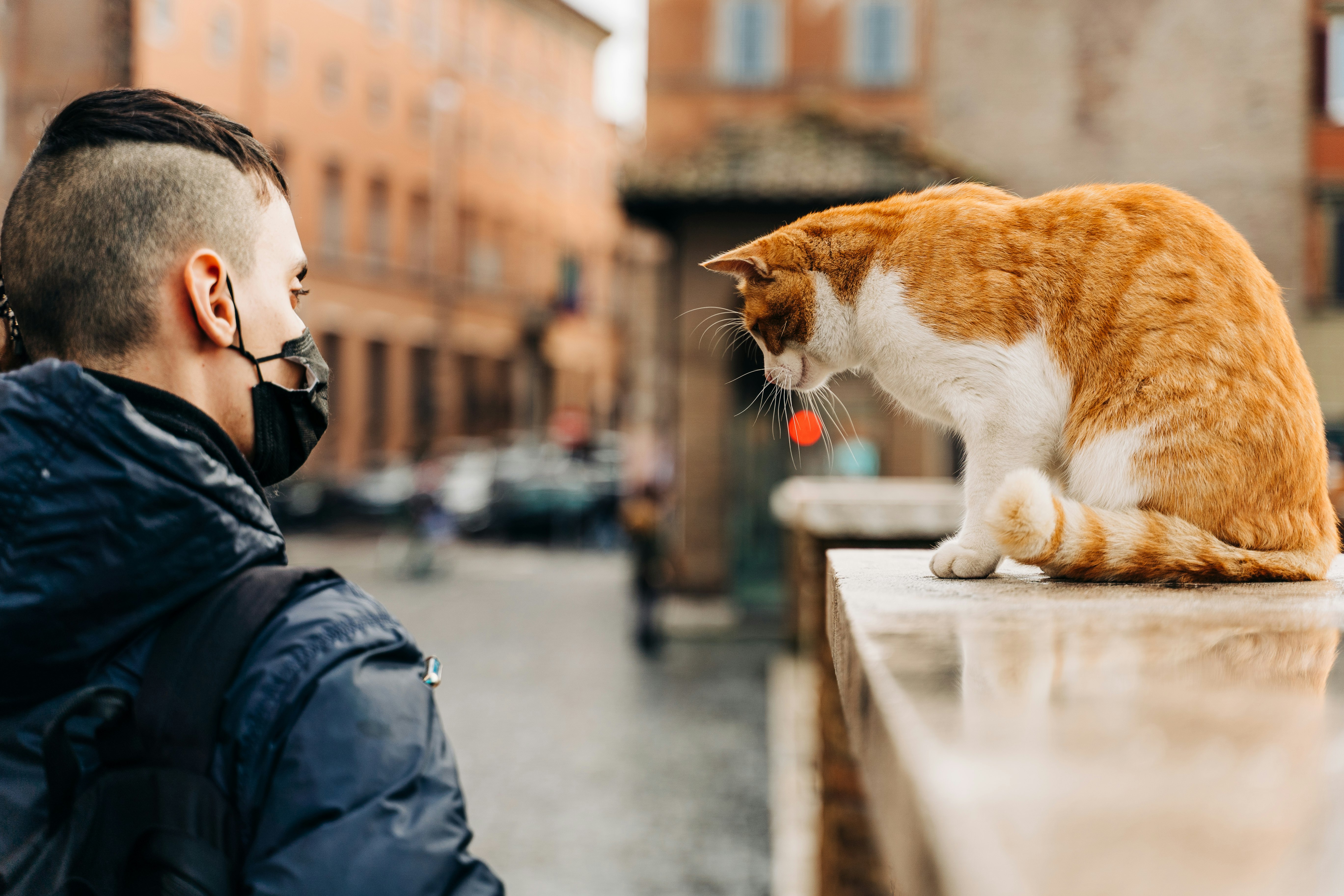 orange and white cat on gray concrete floor